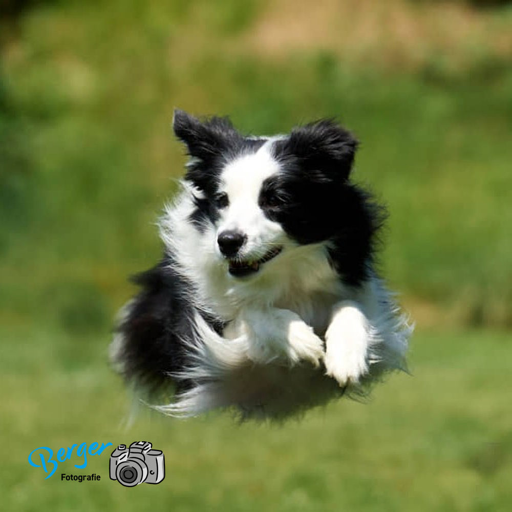 Border Collie beim Spielen im Grünen