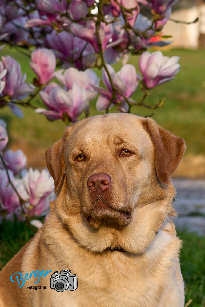 Labradorporträt vor Frühlingskulisse