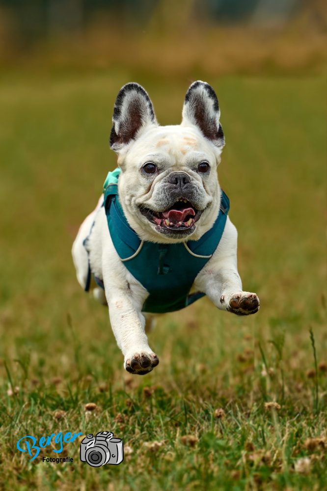 Französische Bulldogge in Bewegung