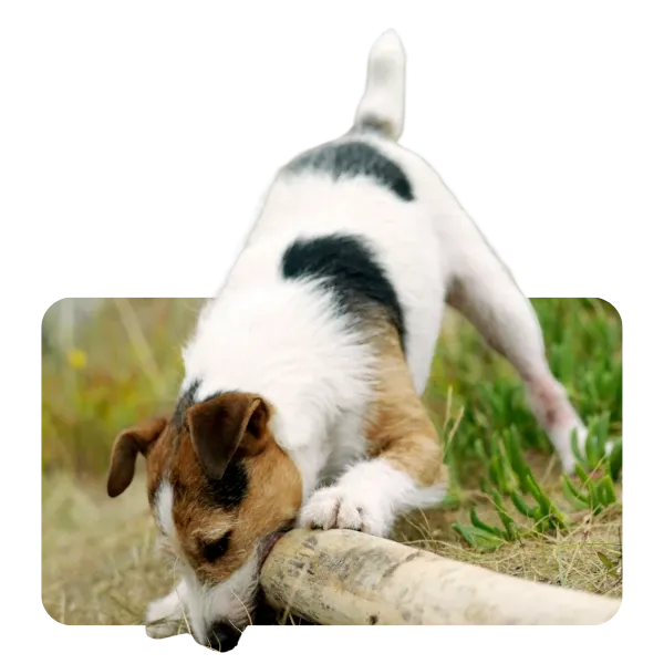 Terrier schnüffelt aufmerksam an einem Baumstamm