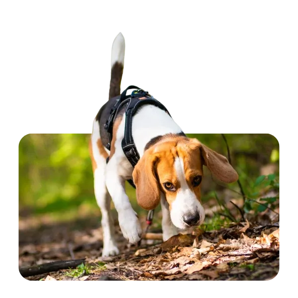 Sniffari: digitale Schnitzeljagd mit Hund