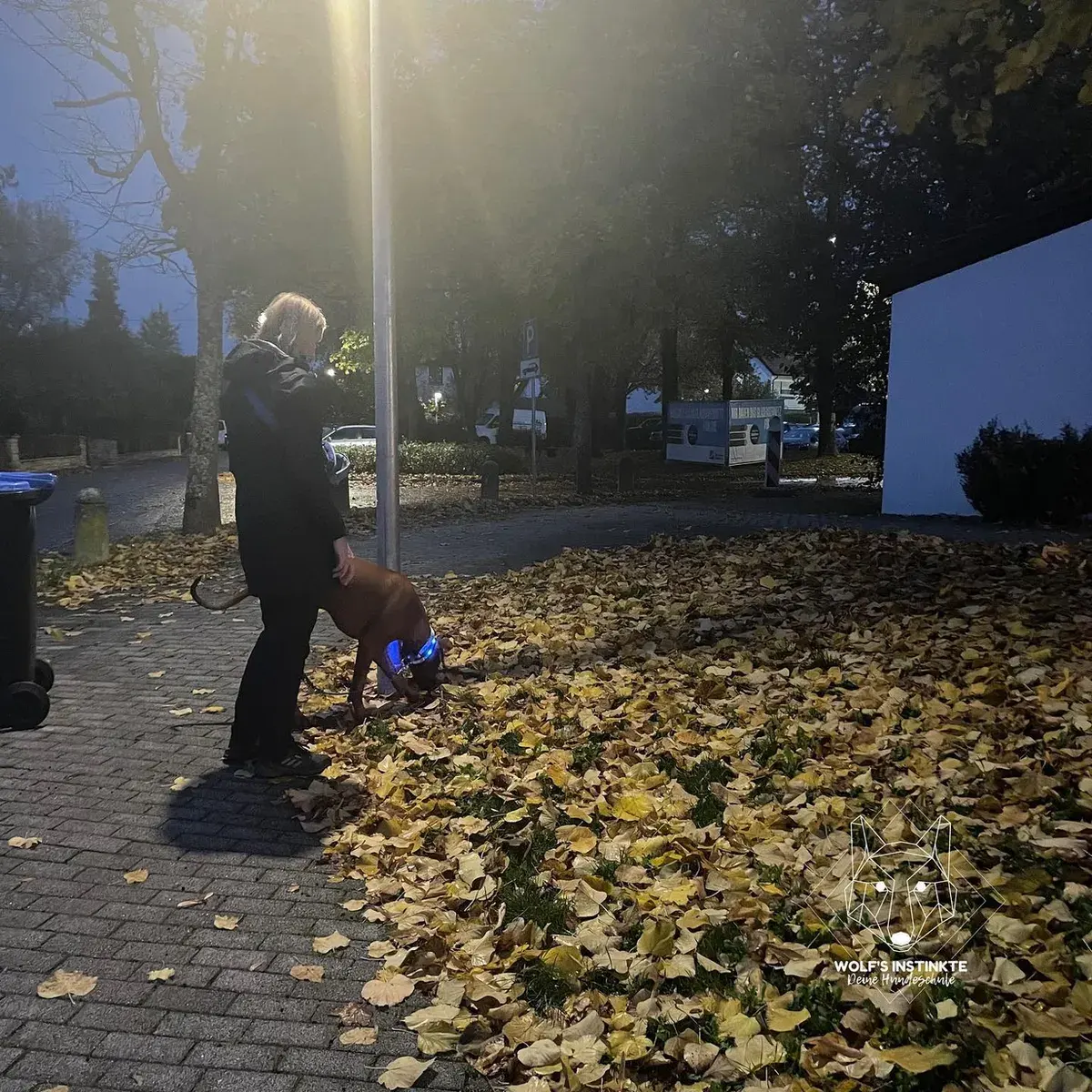 Mensch-Hund-Teams auf einem Weg im Herbstlicht
