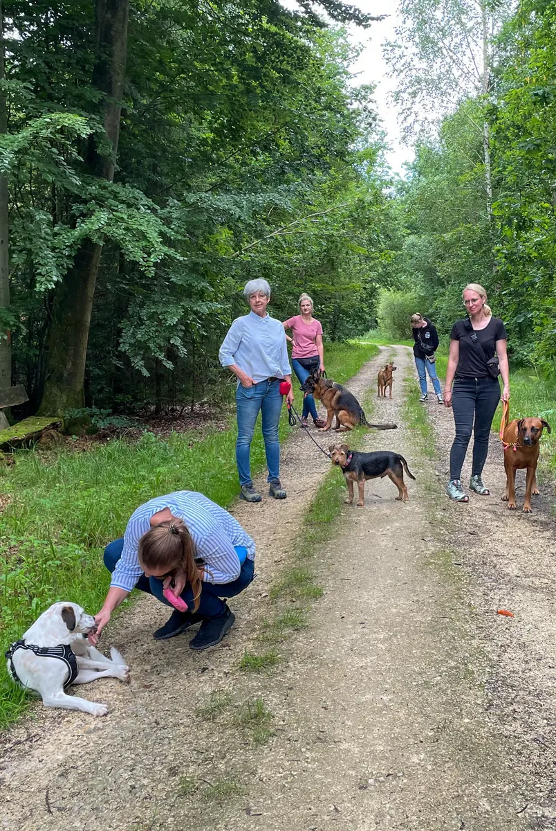 Hunde und ihre Menschen pausieren mit Abstand auf einem Waldweg