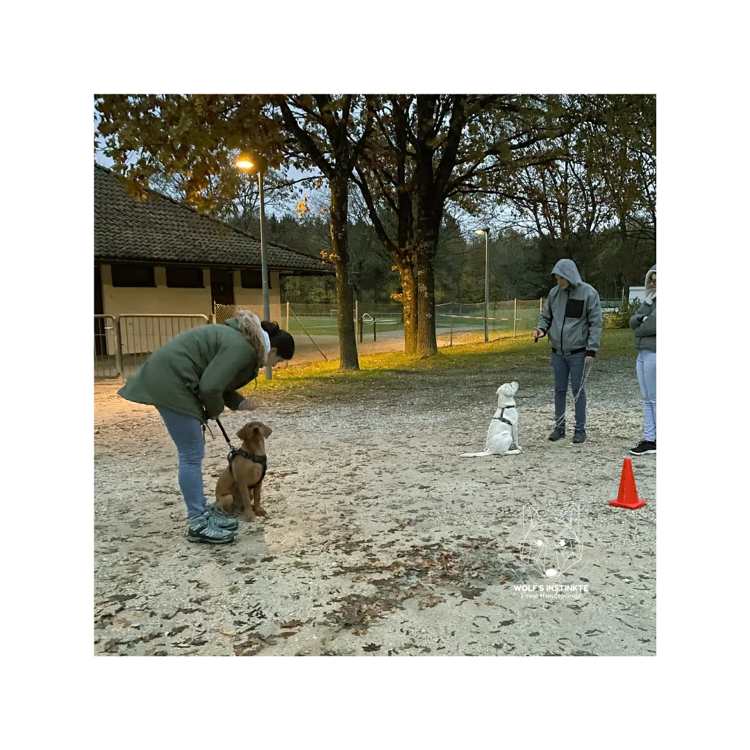 Menschen üben mit ihren Welpen auf einem sandigen Platz