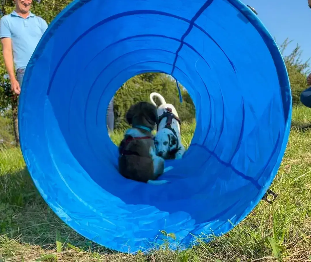 Welpe erkundet einen blauen Trainingstunnel