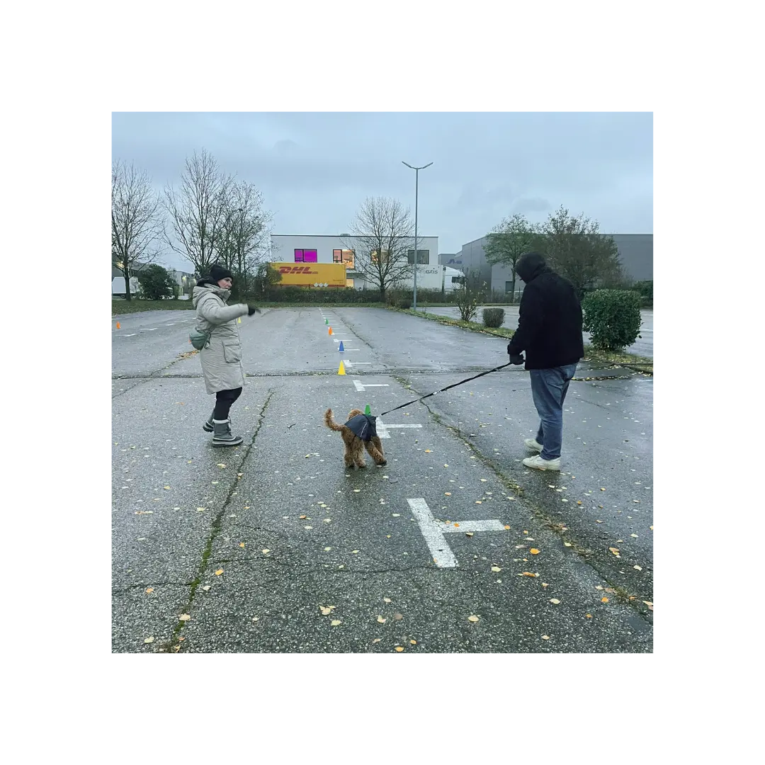 Welpen und ihre Menschen üben auf einem Parkplatz